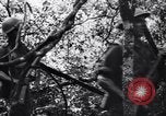 Standbild Jungle warfare Training Canungra Australien, 1943, aus Sekunde 25 historischem Filmmaterial Videoclip 65675038654