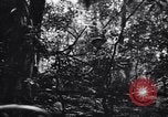 Standbild Jungle warfare Training Canungra Australien, 1943, aus Sekunde 31 historischem Filmmaterial Videoclip 65675038654