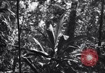 Standbild Jungle warfare Training Canungra Australien, 1943, aus Sekunde 36 historischem Filmmaterial Videoclip 65675038654