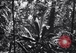 Standbild Jungle warfare Training Canungra Australien, 1943, aus Sekunde 37 historischem Filmmaterial Videoclip 65675038654