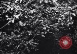 Standbild Jungle warfare Training Canungra Australien, 1943, aus Sekunde 40 historischem Filmmaterial Videoclip 65675038654
