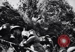 Image des soldats australiens Canungra Australie, 1943, de la seconde 34 séquences d'archives historiques vidéo 65675038658