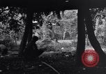 Standbild 187th Glider Infanterie Batangas Philippinen, 1945, aus Sekunde 26 historischem Filmmaterial Videoclip 65675038673
