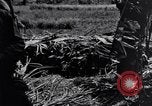 Standbild 187th Glider Infanterie Batangas Philippinen, 1945, aus Sekunde 35 historischem Filmmaterial Videoclip 65675038675