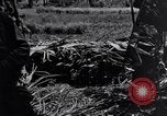 Standbild 187th Glider Infanterie Batangas Philippinen, 1945, aus Sekunde 37 historischem Filmmaterial Videoclip 65675038675