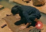 Image of Japanese women Okinawa Ryukyu Islands, 1945, second 62 stock footage video 65675038714