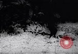 Image of Viet Cong soldiers Vietnam, 1967, second 15 stock footage video 65675038717