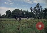 Standbild Wahiawa Betrieb Cuchi Süd Vietnam, 1966, aus Sekunde 43 historischem Filmmaterial Videoclip 65675038725
