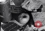 Image of war time nutrition World War 2 United States USA, 1943, second 35 stock footage video 65675038753