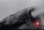 Image of Captain Hans-Joachim Marseille Crimea, 1942, second 46 stock footage video 65675038758