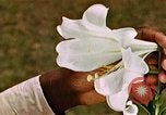 Image of George Washington Carver United States USA, 1942, second 47 stock footage video 65675038922