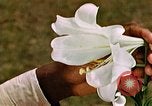 Image of George Washington Carver United States USA, 1942, second 48 stock footage video 65675038922
