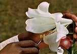 Image of George Washington Carver United States USA, 1942, second 49 stock footage video 65675038922