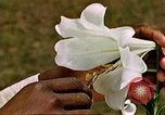 Image of George Washington Carver United States USA, 1942, second 50 stock footage video 65675038922