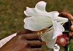 Image of George Washington Carver United States USA, 1942, second 53 stock footage video 65675038922