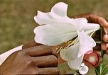 Image of George Washington Carver United States USA, 1942, second 57 stock footage video 65675038922