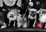 Immagine di Il pet show Detroit Michigan USA, 1934, secondo 14 filmato di repertorio 65675038941