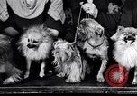 Immagine di Il pet show Detroit Michigan USA, 1934, secondo 15 filmato di repertorio 65675038941