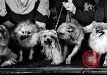 Immagine di Il pet show Detroit Michigan USA, 1934, secondo 16 filmato di repertorio 65675038941