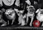 Immagine di Il pet show Detroit Michigan USA, 1934, secondo 18 filmato di repertorio 65675038941