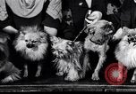 Immagine di Il pet show Detroit Michigan USA, 1934, secondo 19 filmato di repertorio 65675038941