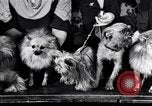 Immagine di Il pet show Detroit Michigan USA, 1934, secondo 20 filmato di repertorio 65675038941
