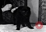 Immagine di Il pet show Detroit Michigan USA, 1934, secondo 34 filmato di repertorio 65675038941