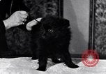 Immagine di Il pet show Detroit Michigan USA, 1934, secondo 35 filmato di repertorio 65675038941