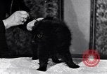 Immagine di Il pet show Detroit Michigan USA, 1934, secondo 36 filmato di repertorio 65675038941