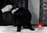 Immagine di Il pet show Detroit Michigan USA, 1934, secondo 37 filmato di repertorio 65675038941