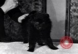 Immagine di Il pet show Detroit Michigan USA, 1934, secondo 38 filmato di repertorio 65675038941