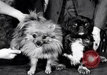 Immagine di Il pet show Detroit Michigan USA, 1934, secondo 39 filmato di repertorio 65675038941