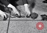 Image Turtle race Detroit Michigan USA, 1934, de la seconde 10 séquences d'archives historiques vidéo 65675038945