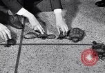 Image Turtle race Detroit Michigan USA, 1934, de la seconde 11 séquences d'archives historiques vidéo 65675038945