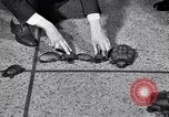 Image Turtle race Detroit Michigan USA, 1934, de la seconde 12 séquences d'archives historiques vidéo 65675038945