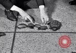 Image Turtle race Detroit Michigan USA, 1934, de la seconde 13 séquences d'archives historiques vidéo 65675038945