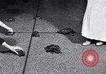Image Turtle race Detroit Michigan USA, 1934, de la seconde 24 séquences d'archives historiques vidéo 65675038945