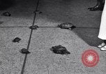 Image Turtle race Detroit Michigan USA, 1934, de la seconde 25 séquences d'archives historiques vidéo 65675038945