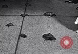 Image Turtle race Detroit Michigan USA, 1934, de la seconde 26 séquences d'archives historiques vidéo 65675038945