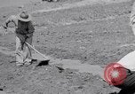 Image l'agriculture d'ananas en Amérique du Sud, 1948, de la seconde 7 séquences d'archives historiques vidéo 65675038969