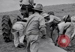 Image l'agriculture d'ananas en Amérique du Sud, 1948, de la seconde 15 séquences d'archives historiques vidéo 65675038969