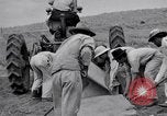 Image l'agriculture d'ananas en Amérique du Sud, 1948, de la seconde 30 séquences d'archives historiques vidéo 65675038969