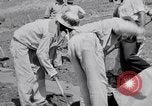 Image l'agriculture d'ananas en Amérique du Sud, 1948, de la seconde 33 séquences d'archives historiques vidéo 65675038969