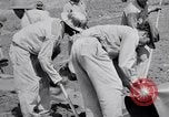 Image l'agriculture d'ananas en Amérique du Sud, 1948, de la seconde 34 séquences d'archives historiques vidéo 65675038969