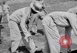 Image l'agriculture d'ananas en Amérique du Sud, 1948, de la seconde 35 séquences d'archives historiques vidéo 65675038969