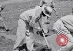 Image l'agriculture d'ananas en Amérique du Sud, 1948, de la seconde 36 séquences d'archives historiques vidéo 65675038969