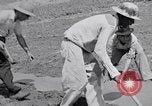 Image l'agriculture d'ananas en Amérique du Sud, 1948, de la seconde 38 séquences d'archives historiques vidéo 65675038969