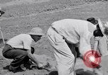 Image l'agriculture d'ananas en Amérique du Sud, 1948, de la seconde 39 séquences d'archives historiques vidéo 65675038969