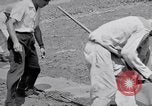 Image l'agriculture d'ananas en Amérique du Sud, 1948, de la seconde 40 séquences d'archives historiques vidéo 65675038969