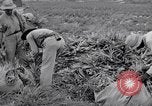 Image l'agriculture d'ananas en Amérique du Sud, 1948, de la seconde 41 séquences d'archives historiques vidéo 65675038969
